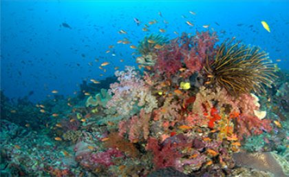 Colourful coral on the ocean floor, surrounded by small fish and blue water in the background.